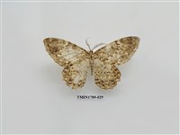 藏品(中國蛾類)的圖片